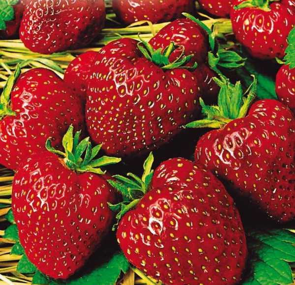 Земляника Настена Сластена